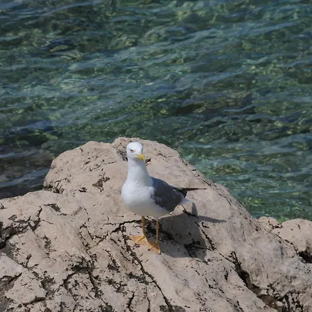 Harmony דירה דרזניצה