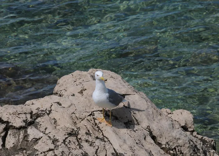 Harmony דירה דרזניצה